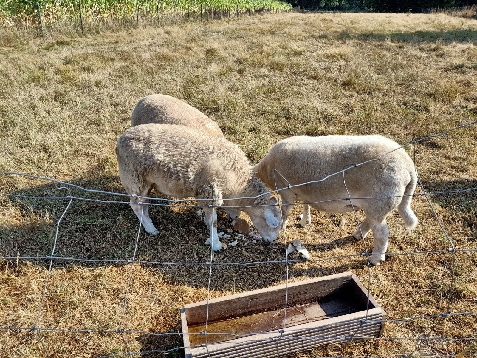 3 ooien te koop, Dieren en Toebehoren, Vrouwelijk, Schaap, 3 tot 5 jaar