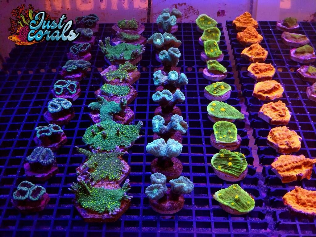 Set koralen lps sps zeeaquarium zoutwateraquarium, Dieren en Toebehoren