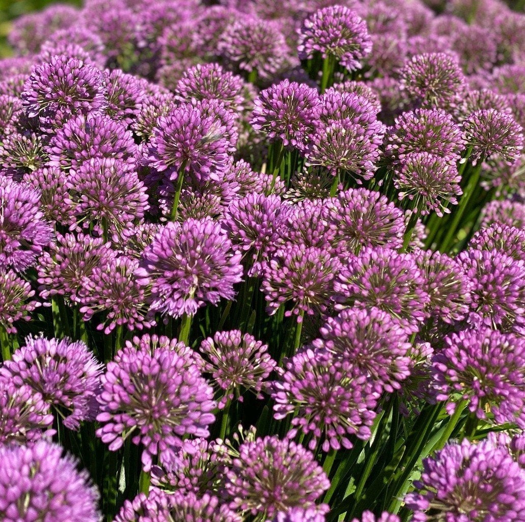 Allium Millenium, Tuin en Terras, Ophalen, Volle zon