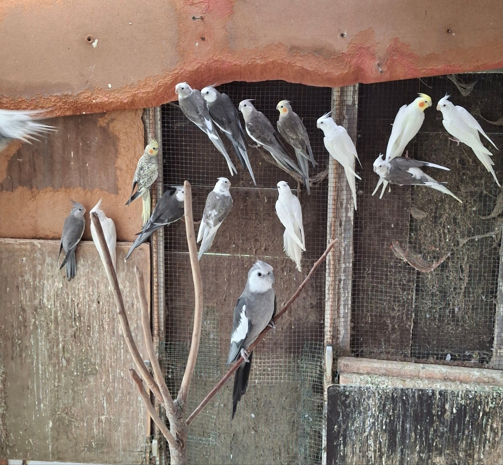 Valkparkieten te koop, Plusieurs animaux, Perruche, Bagué