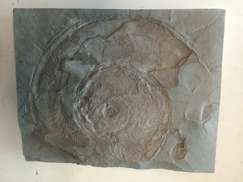 Ammoniet, Ophalen of Verzenden