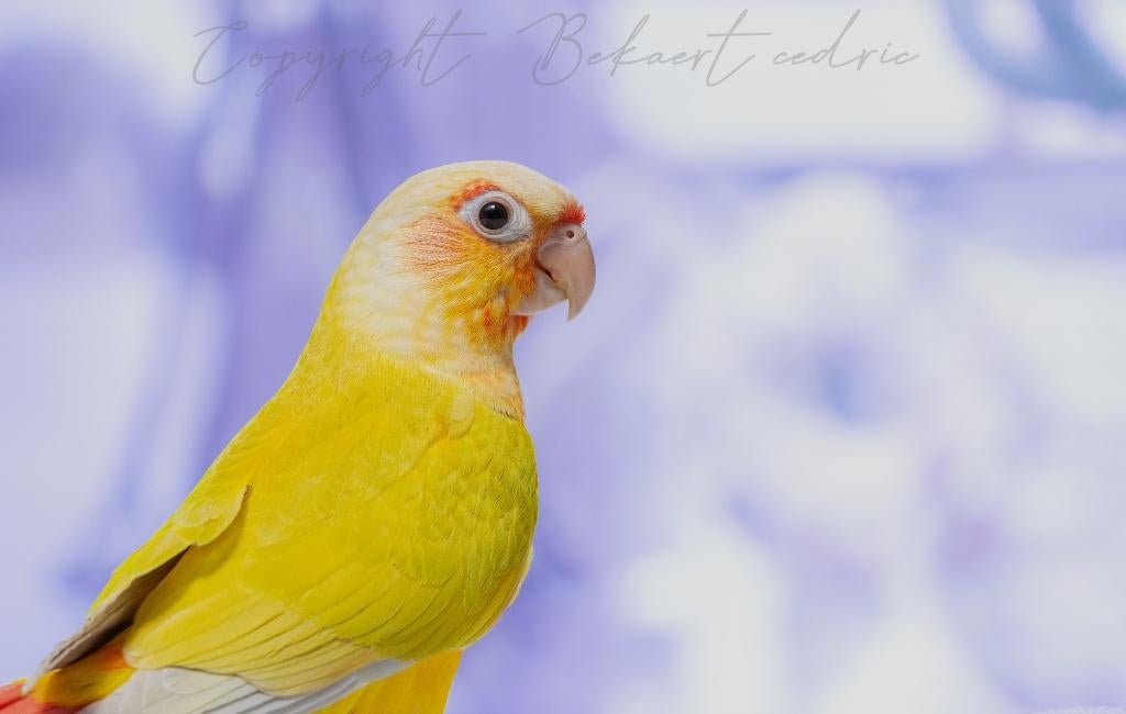 conures molinae élevés a la main, Animaux & Accessoires, Oiseaux | Perruches & Perroquets, Perroquet, Plusieurs animaux, Parleur
