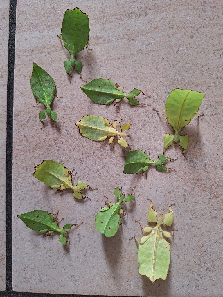 Cryptophyllium limogesii wandelende bladeren, Dieren en Toebehoren, Wandelende tak