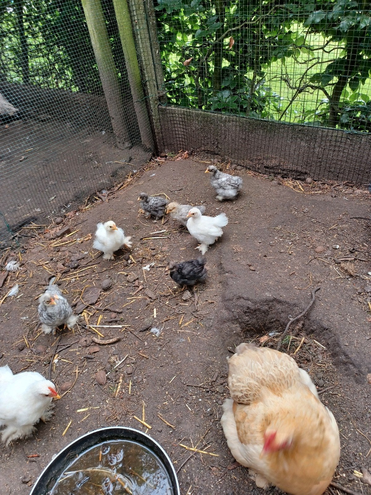 Cochin kriel kuikens, Dieren en Toebehoren
