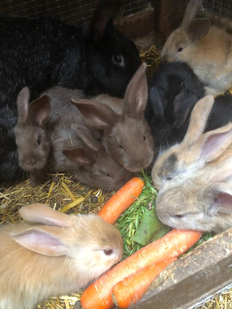 nestjes jonge konijnen, Dieren en Toebehoren, Konijnen, Groot, Meerdere dieren, 0 tot 2 jaar