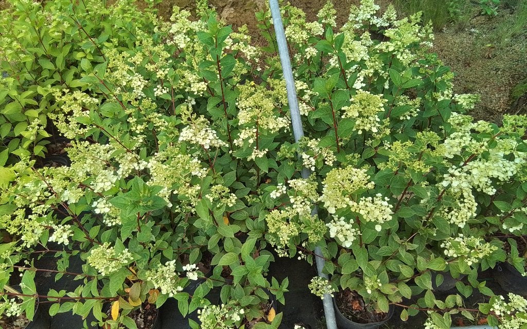 Hydrangea sundae  fraise en pink diamond, Tuin en Terras, Ophalen