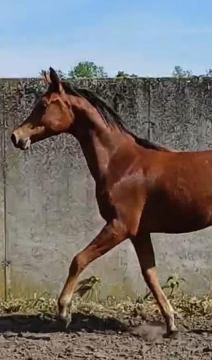 Arabische volbloed EXAGON OS jaarling hengst, Animaux & Accessoires, Chevaux, Étalon, Ne s'applique pas, 0 à 2 ans, Avec pedigree