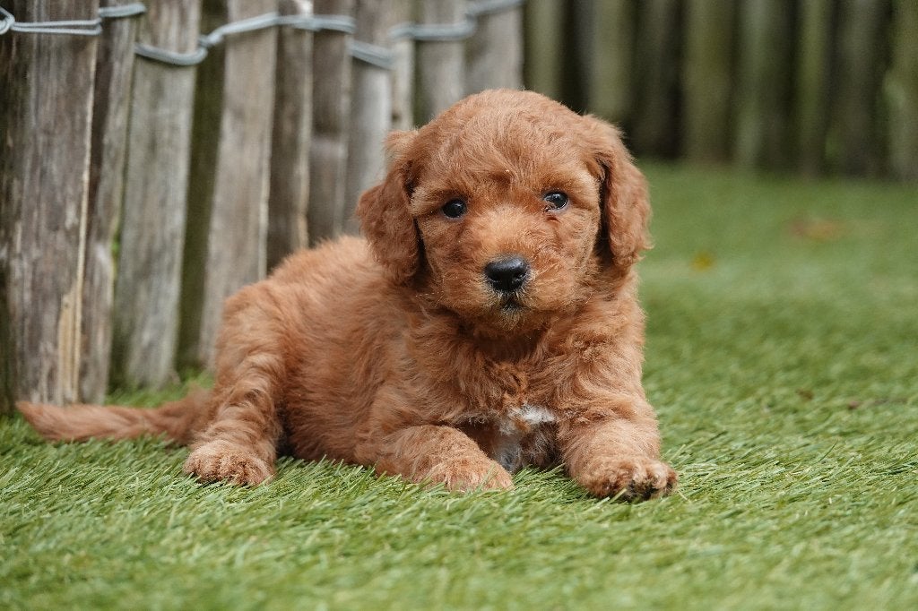 Prachtige medium Goldendoodle pups, Abrikoos & Abrikoos/rood, België, Overige rassen, CDV (hondenziekte), 8 tot 15 weken