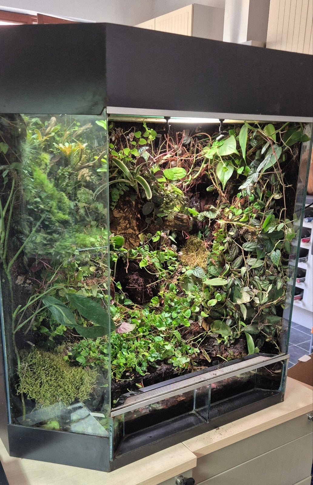 show paludarium vivarium dutch rana 80x50x80, Enlèvement, Éclairage