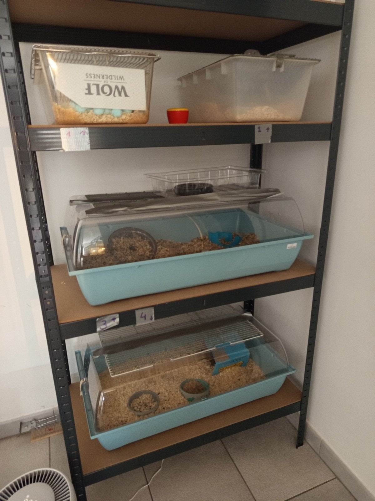 Kleurmuizen, Muis, Januari, Meerdere dieren, Tam