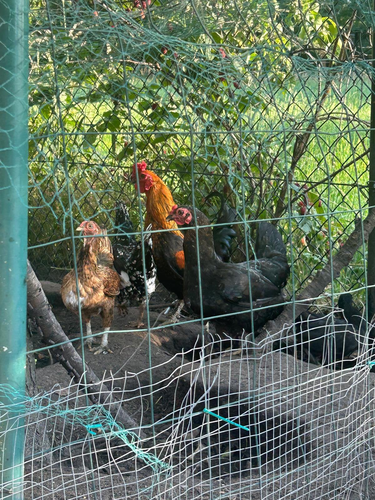 Broedkippen Wyandotte, Dieren en Toebehoren