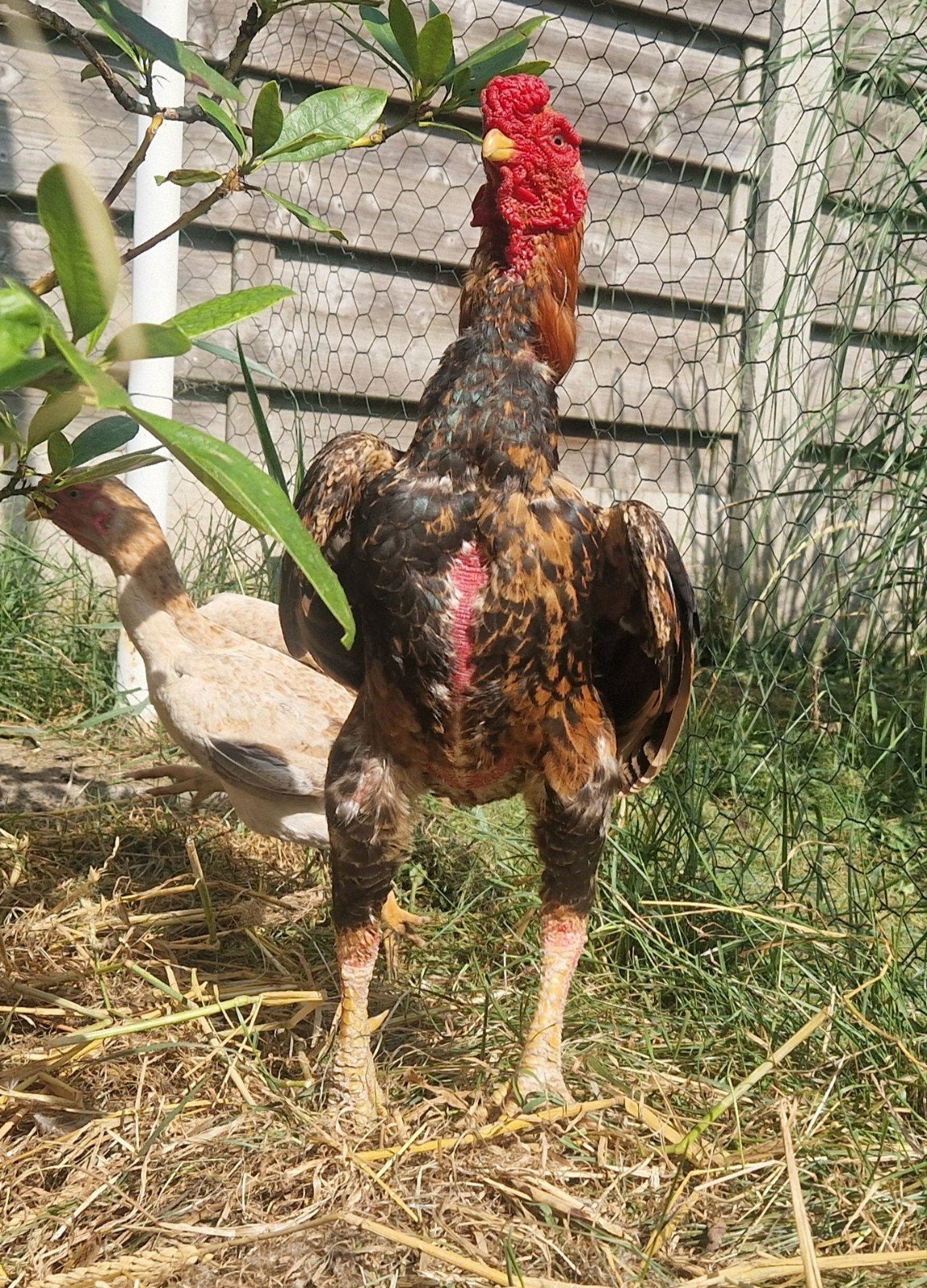 Ko shamo. 1 coq, 3 poules, 10 poussins, Plusieurs animaux, Poule ou poulet