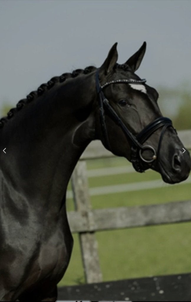 Chique 5 jarige KWPN dressuurmerrie *wedstrijd geklasseerd *, Dieren en Toebehoren, Paarden, Merrie, Dressuurpaard, 3 tot 6 jaar