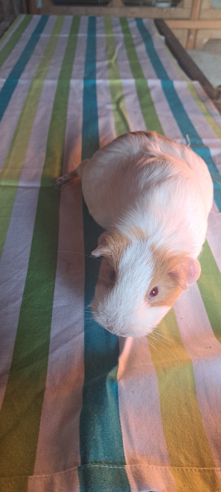 cavia zeugje, Dieren en Toebehoren, Cavia, April, Vrouwelijk, Tam