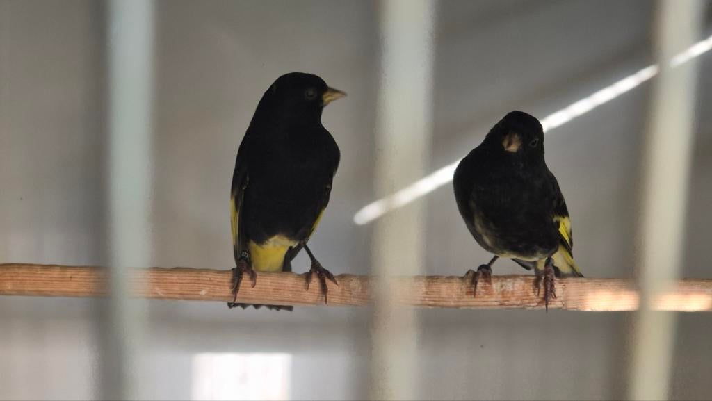 Zwarte sijzen, Dieren en Toebehoren