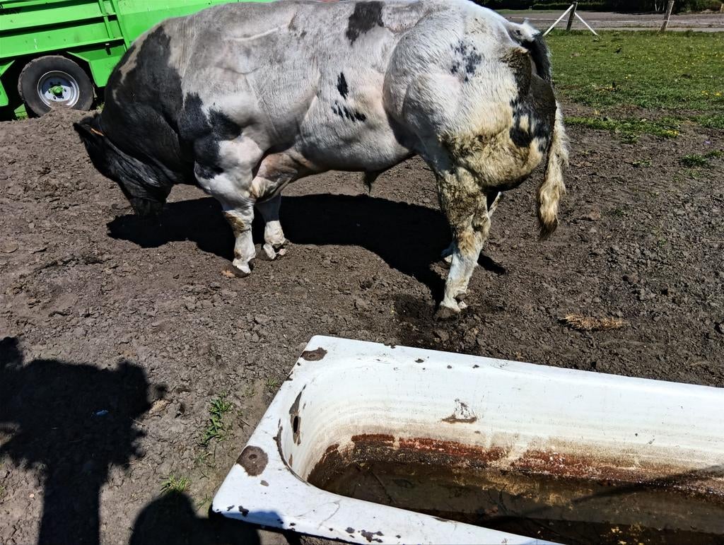 stier belgisch wit blauw, Dieren en Toebehoren, Runderen