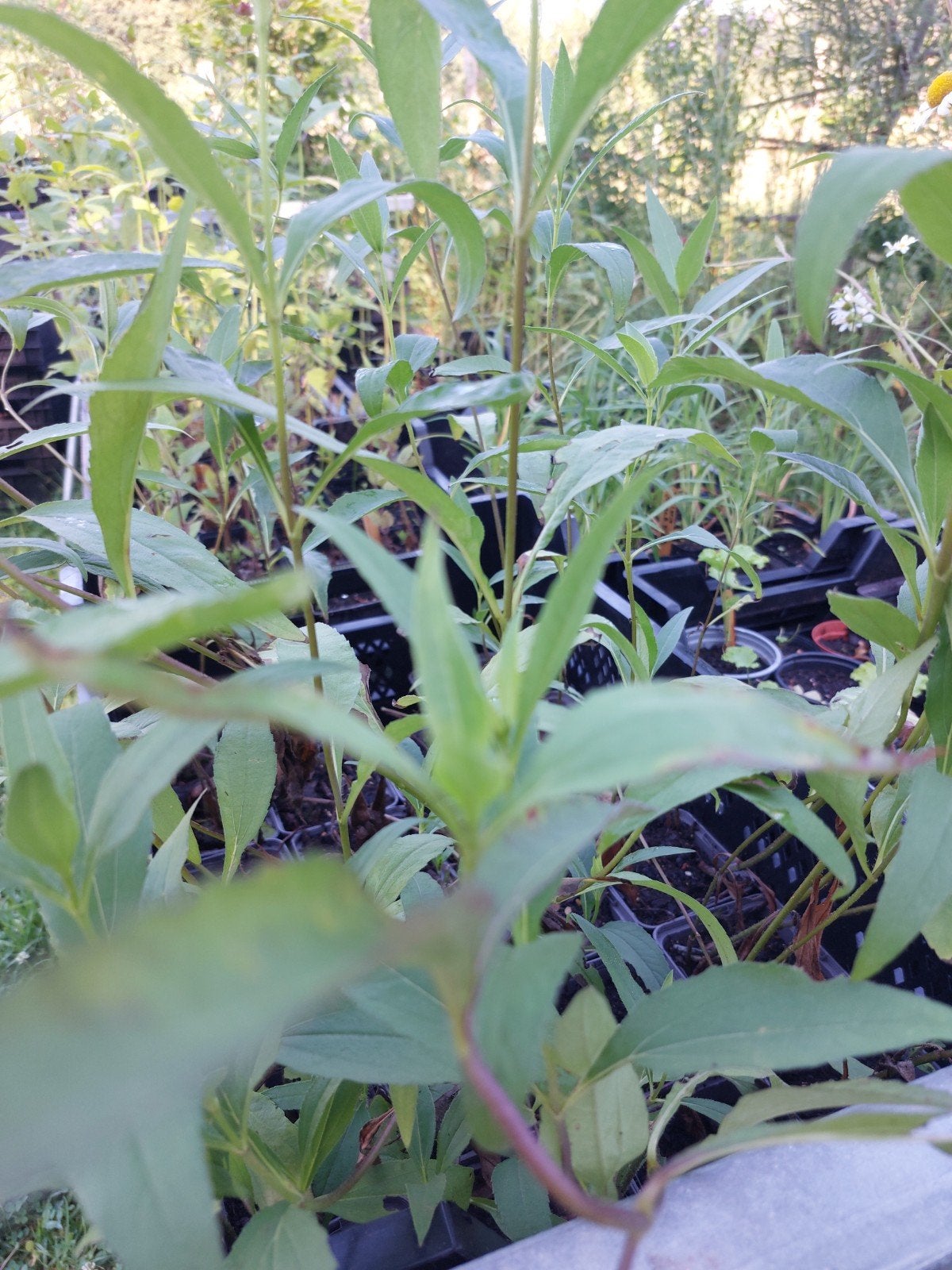 Tournesol kaki p9, Enlèvement