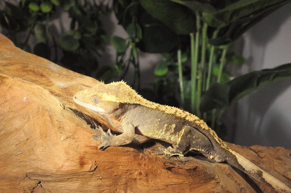 Wimpergekko 22, Animaux & Accessoires, Reptiles & Amphibiens, Autres espèces, 0 à 2 ans
