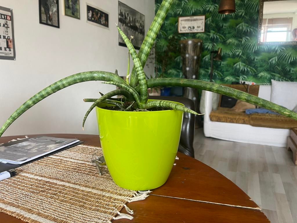 Sanseveria cylindrica, Ophalen