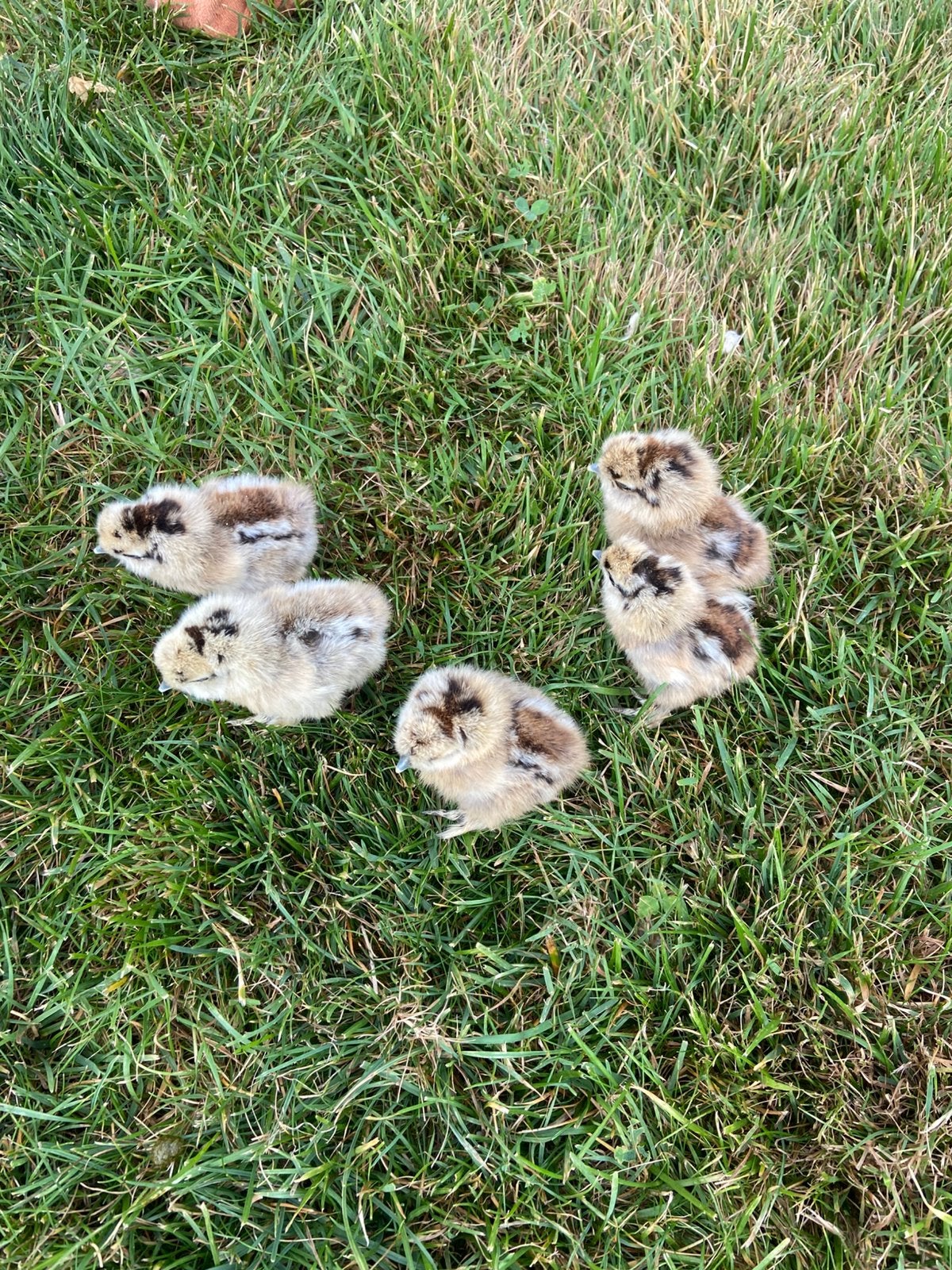 Zijdehoen kuikens, Dieren en Toebehoren, Pluimvee, Geslacht onbekend