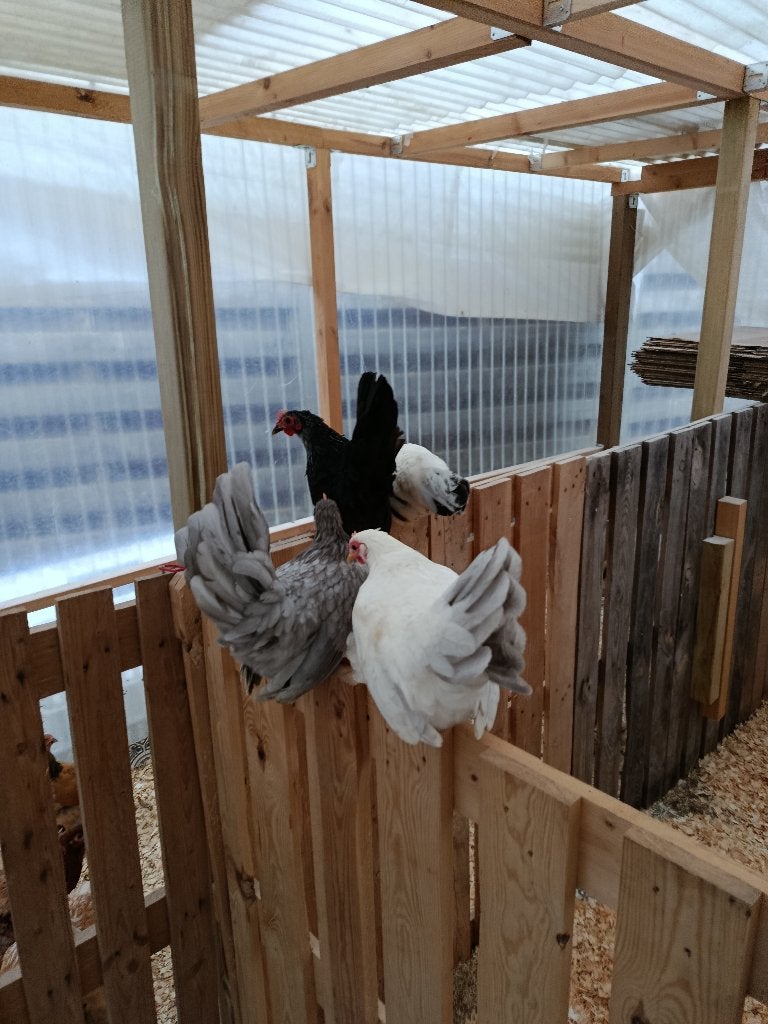 laatste jonge chabo hennen legklaar 0499/082381, Vrouwelijk, Kip