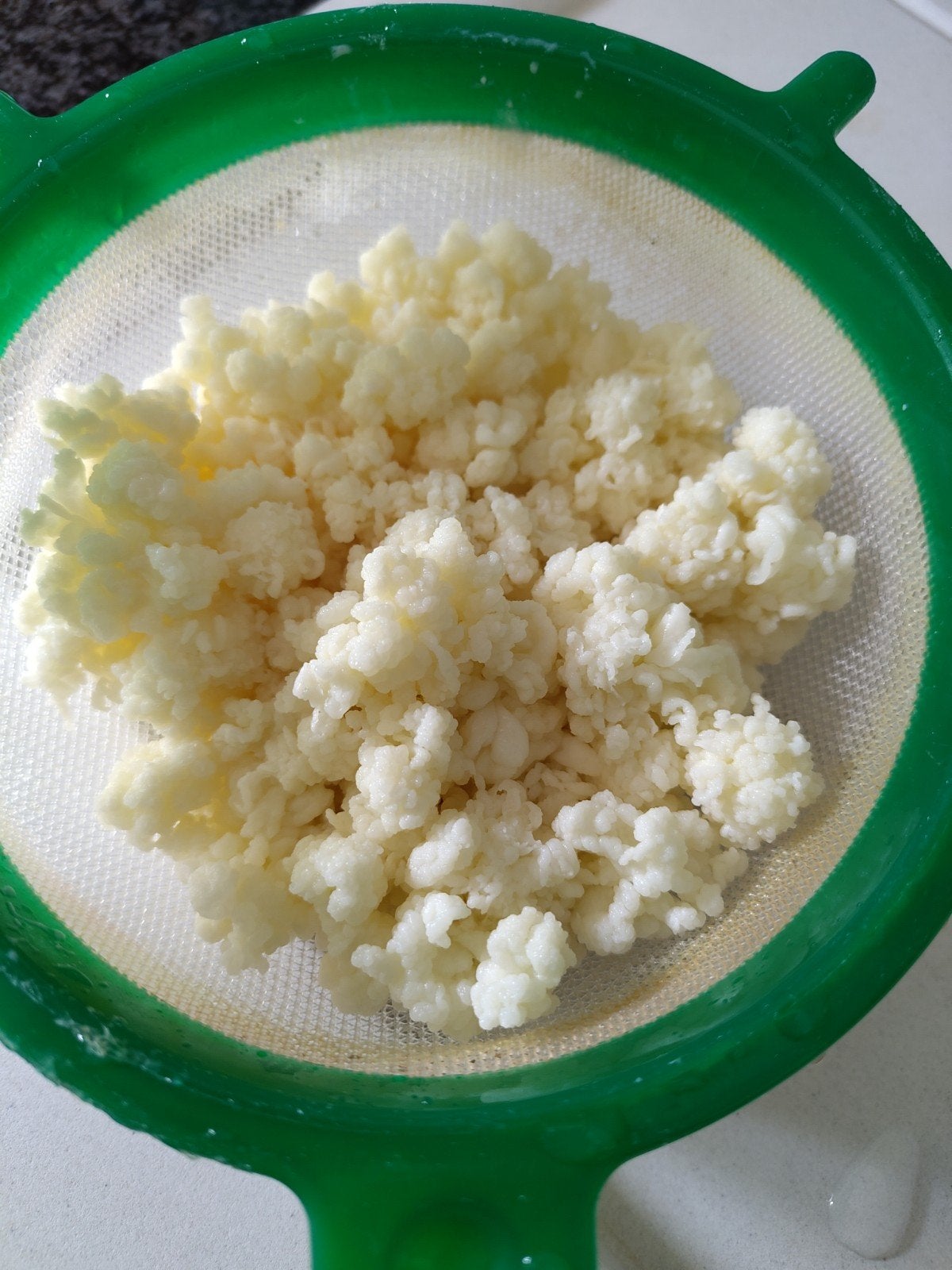 Grains de kéfir à base de lait et d'eau gratuits dans le cen, Divers, Produits alimentaires, Enlèvement