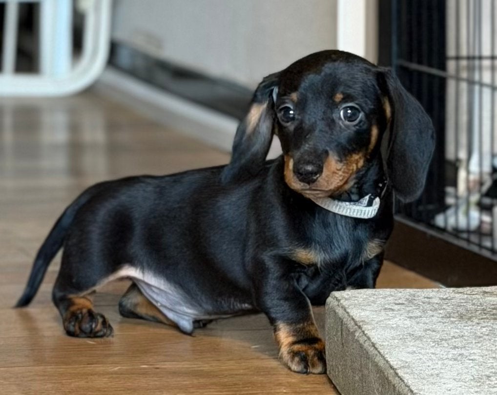 Mooie korthaar kaninchen teckeltjes,in huis grootgebracht !!, Kaninchen, België, Fokker | Hobbymatig, CDV (hondenziekte)