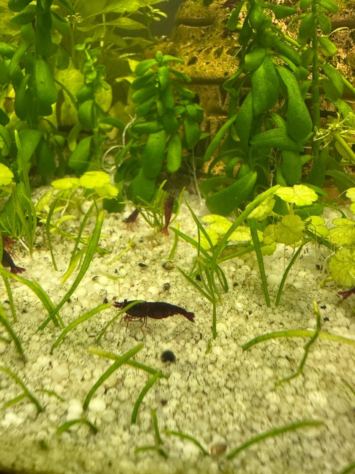 Bloody Mary garnalen, Dieren en Toebehoren, Vissen | Aquariumvissen
