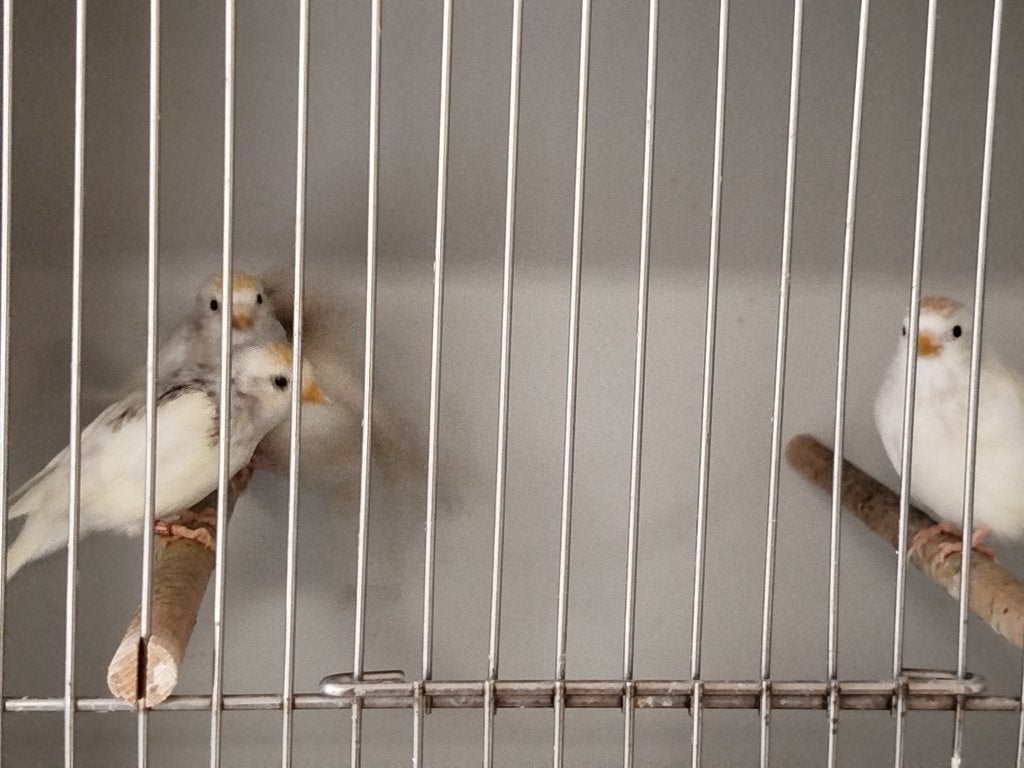 Bonte barmsijzen, Dieren en Toebehoren