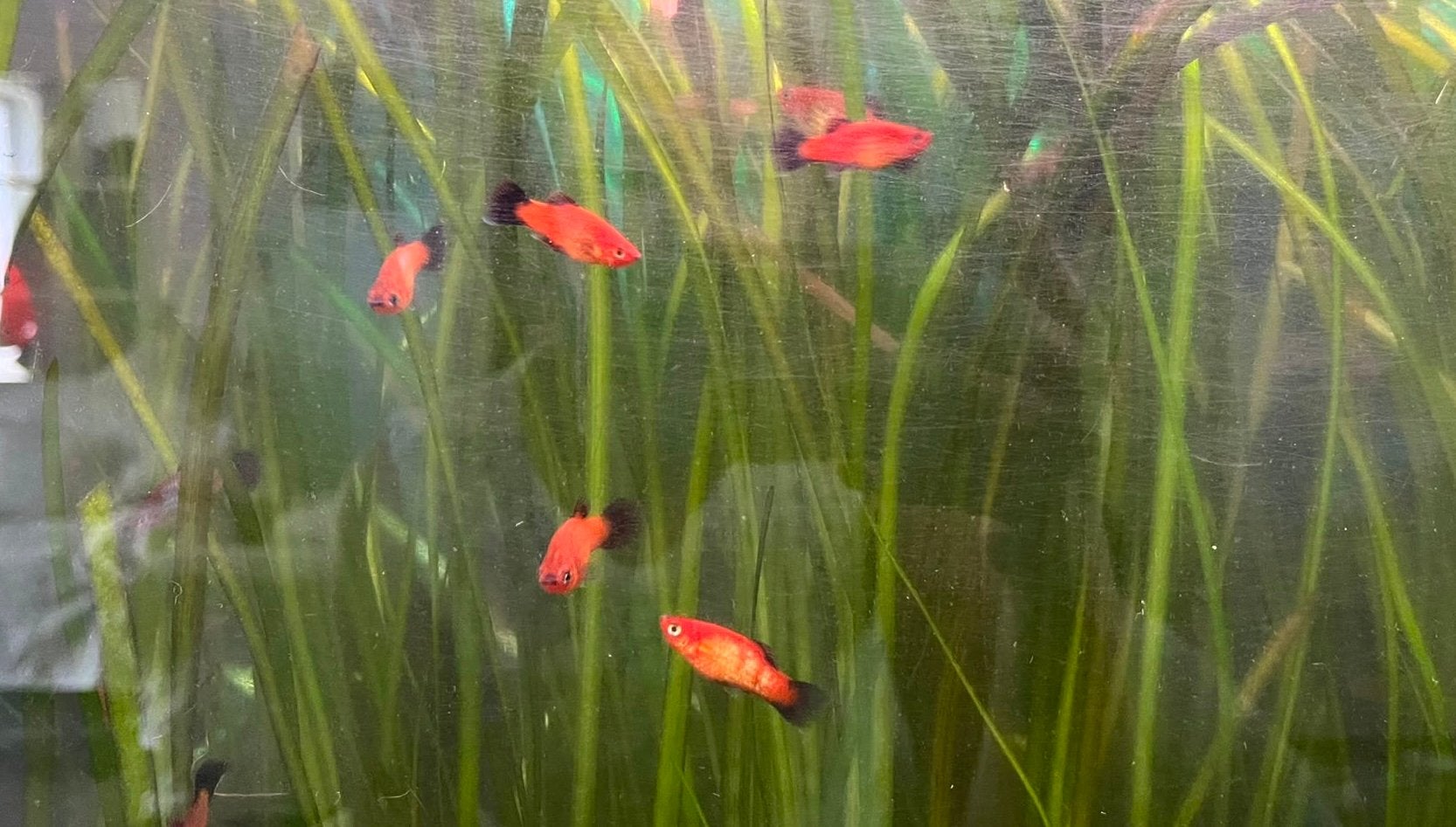 De jeunes platys rouges à vendre ! ️, Poisson