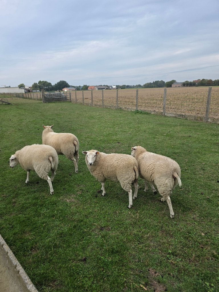 swifter ooilammeren, Femelle, Mouton, 0 à 2 ans