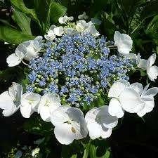 Hydrangea macrophylla 'Blanc Bleu commence à bourgeonner, Ophalen