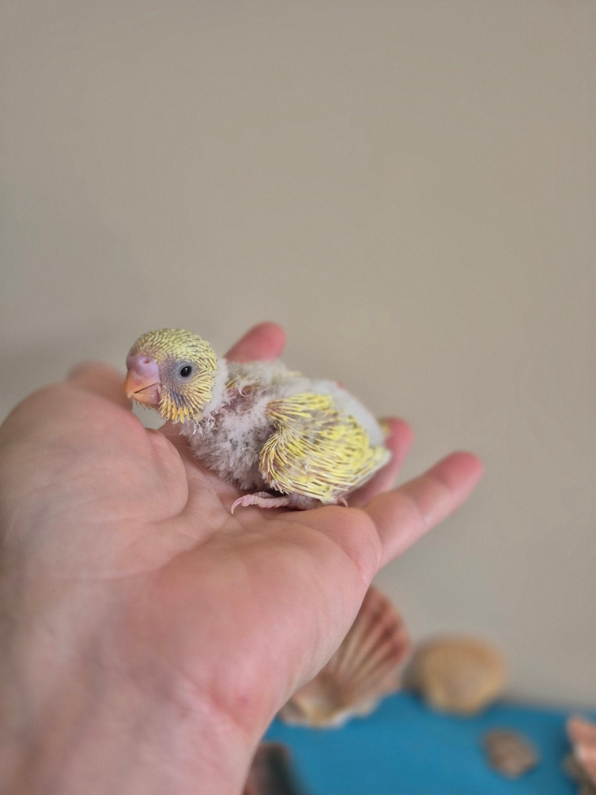bébés perruches