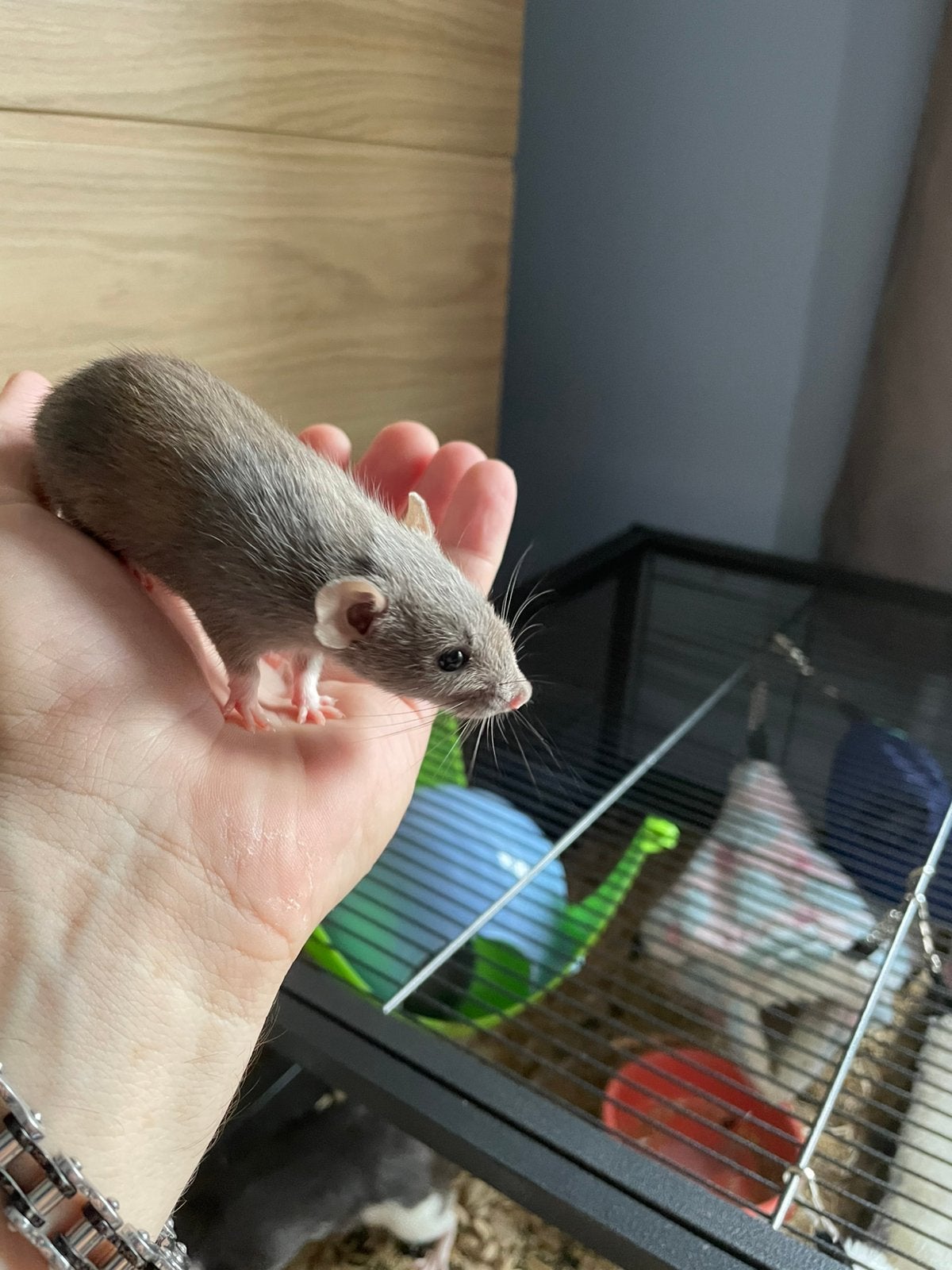 Iemand die interesse heeft im deze mooie dumbo ratjes vrouw, Dieren en Toebehoren, Rat, Vrouwelijk, Tam, Oktober