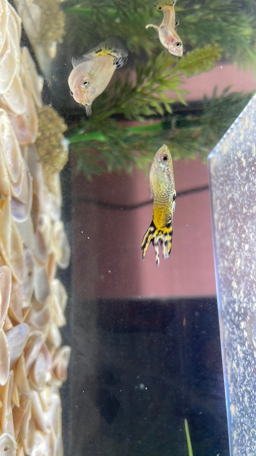 Guppy’s: couleur: brun-jaune, couleur de la queue: colorée, Animaux & Accessoires, Poisson, Poisson d'eau douce