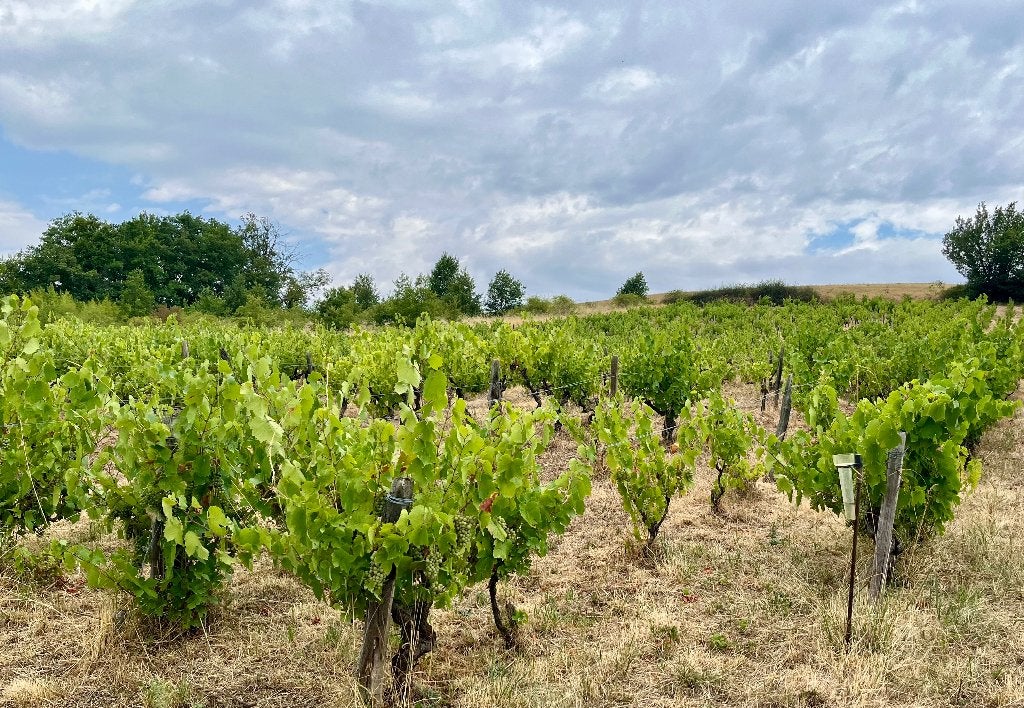 Biologische wijnstokken in Beaujolais, Overige soorten, Bully, Frankrijk, Landelijk