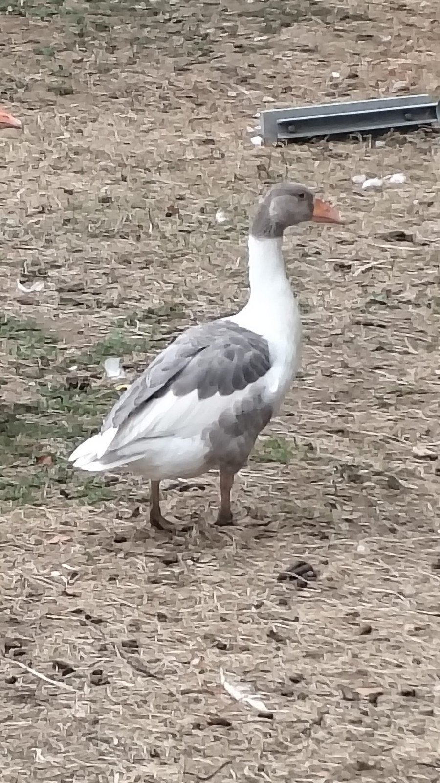 vlaamse gans, Animaux & Accessoires, Volatiles, Plusieurs animaux, Oie ou Cygne