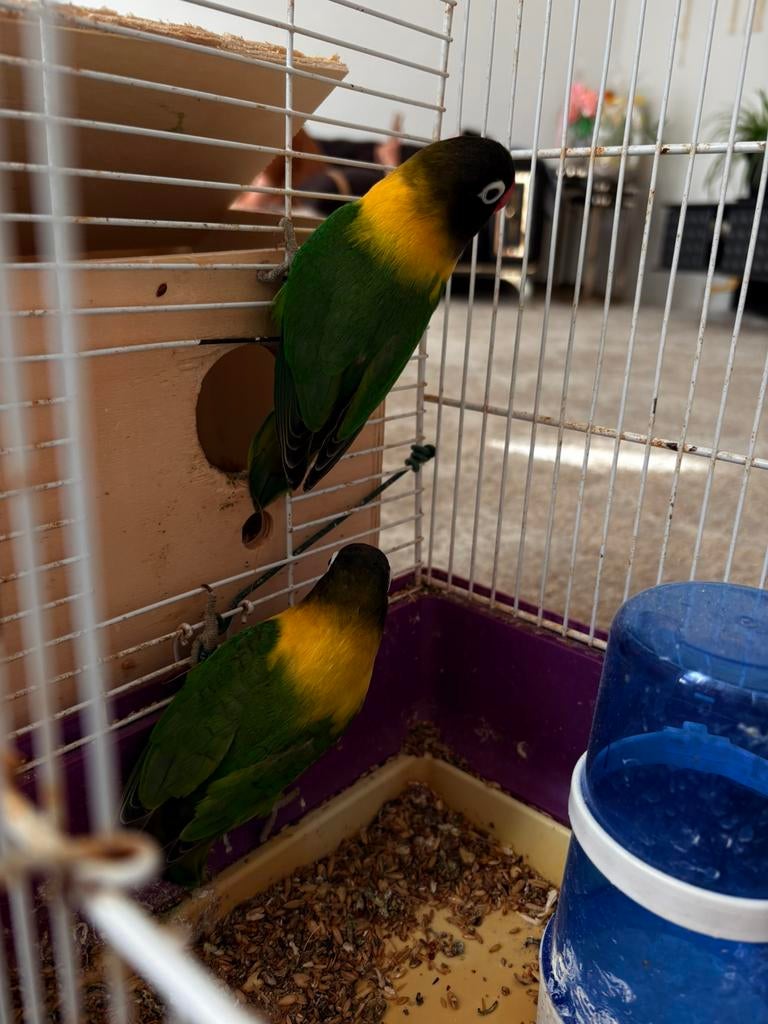 2 lovebirds, Dwergpapegaai of Agapornis