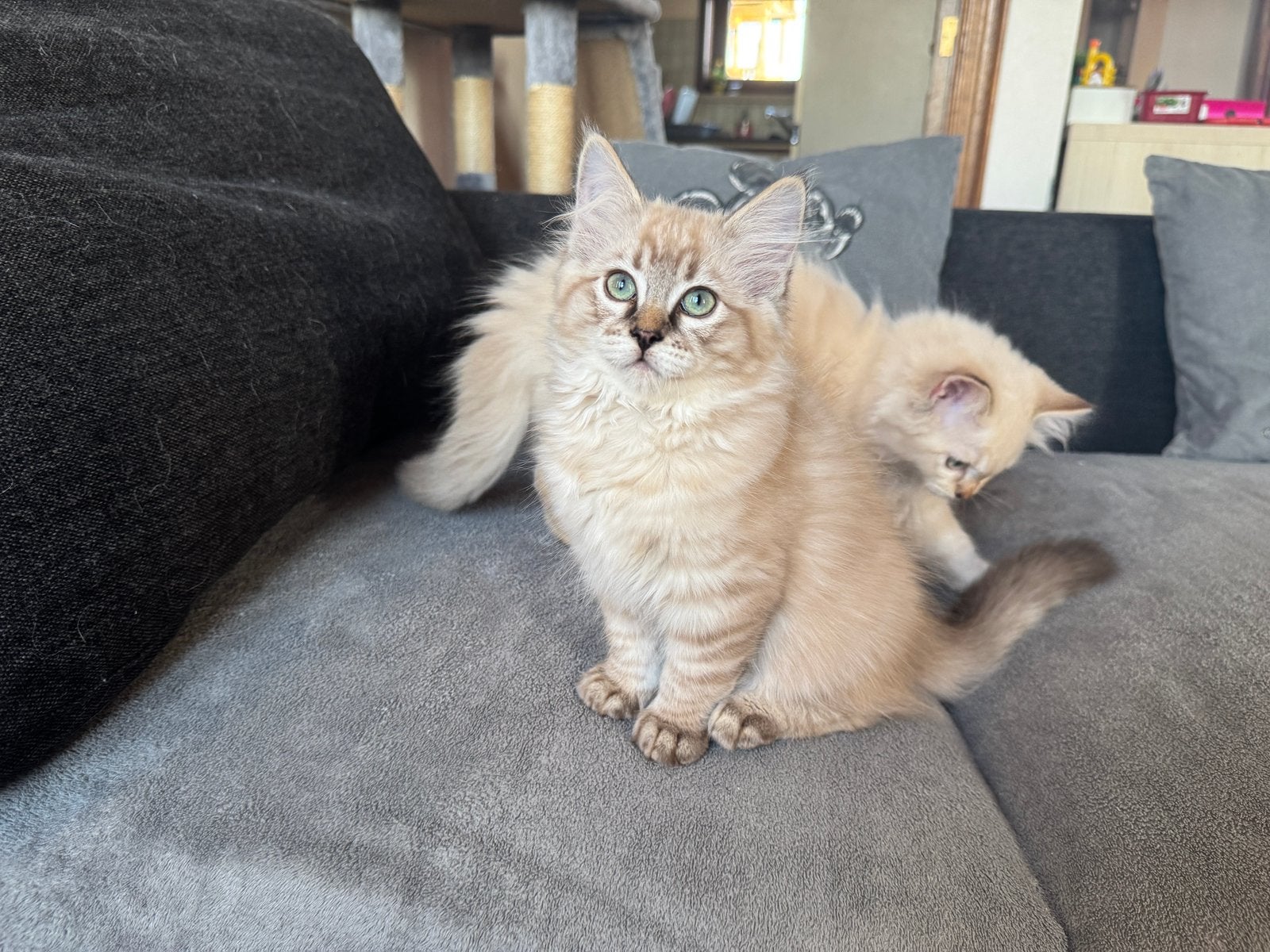Twee lieve Ragdoll kittens zoeken een gouden mandje, Dieren en Toebehoren, Katten en Kittens | Raskatten | Langhaar, Poes, Met stamboom