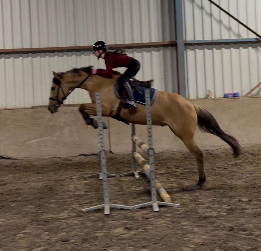 5 jarige alround valk ruin, Dieren en Toebehoren, Paarden, Ruin