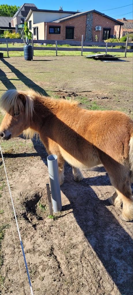 Lieve shetlandpony, Dieren en Toebehoren, Pony's, Ruin