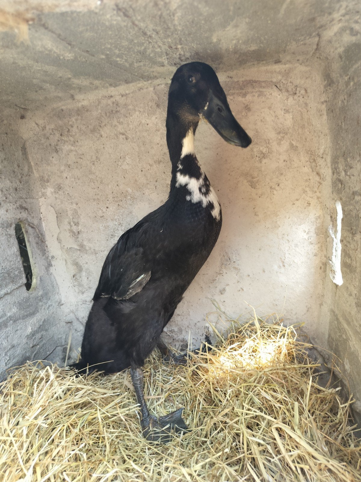loopeenden, Dieren en Toebehoren, Pluimvee