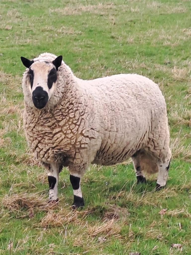 Schapen, Animaux & Accessoires, Mâle, Mouton, 0 à 2 ans