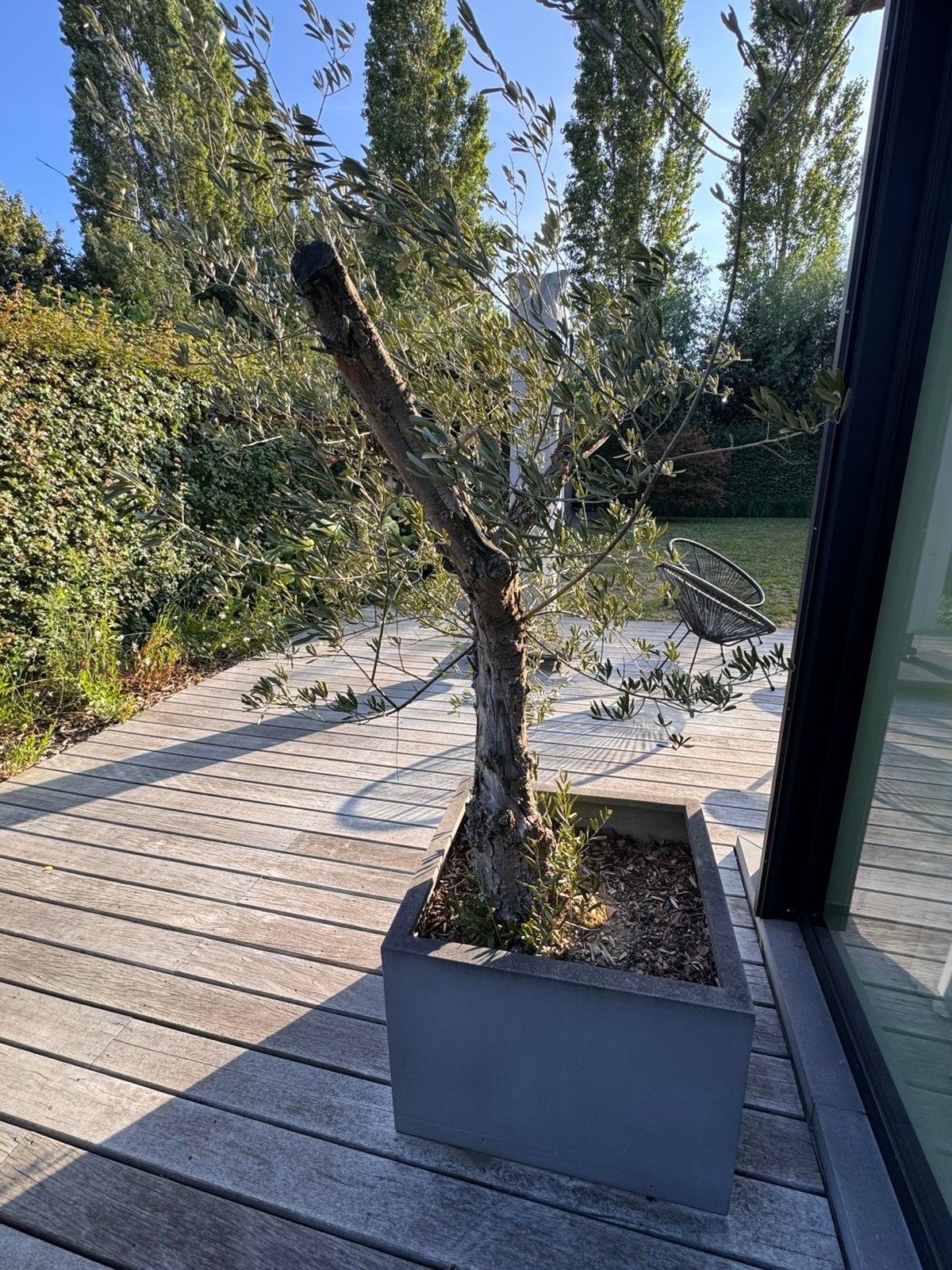 Olijfboom in pot, Jardin & Terrasse, Plantes | Arbres, Enlèvement, En pot, Olivier