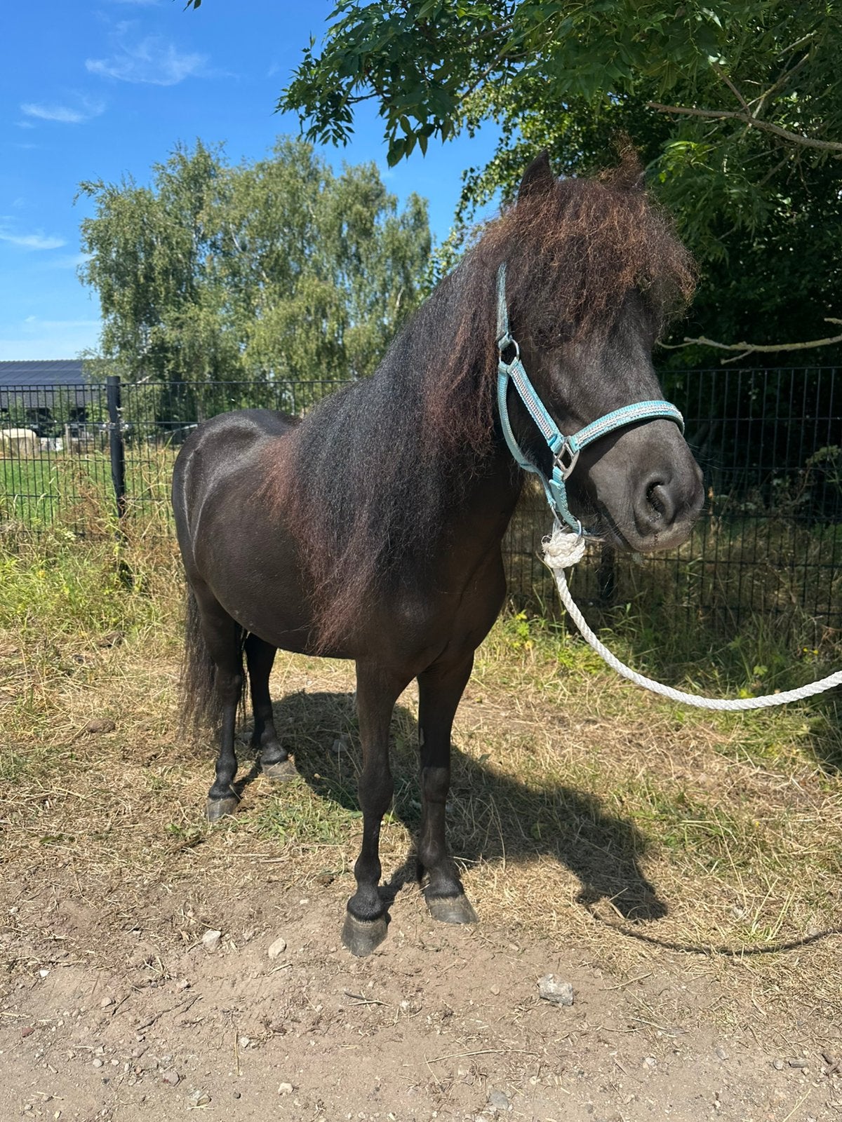 Shetlander merrie, Dieren en Toebehoren, Merrie, Niet van toepassing, A pony (tot 1.17m), 3 tot 6 jaar