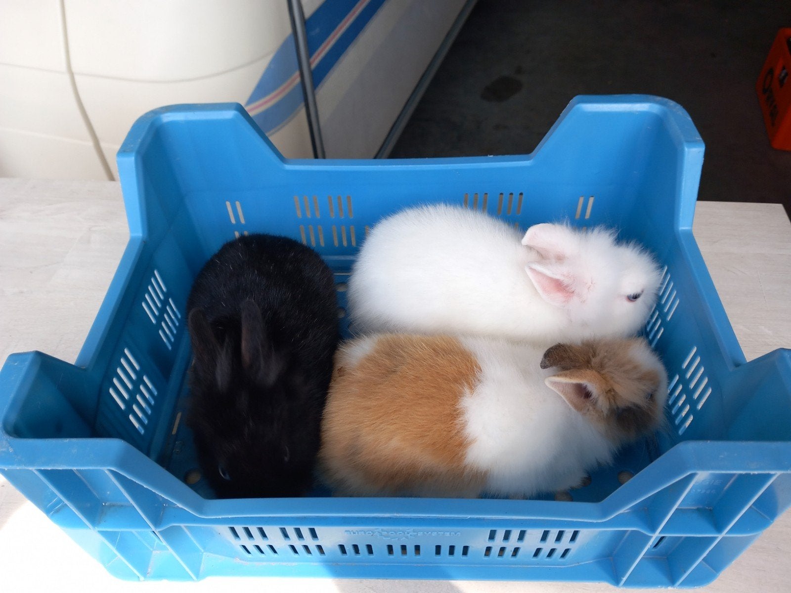 €7/Per Kleine dwergkonijntjes, Dieren en Toebehoren, Mei
