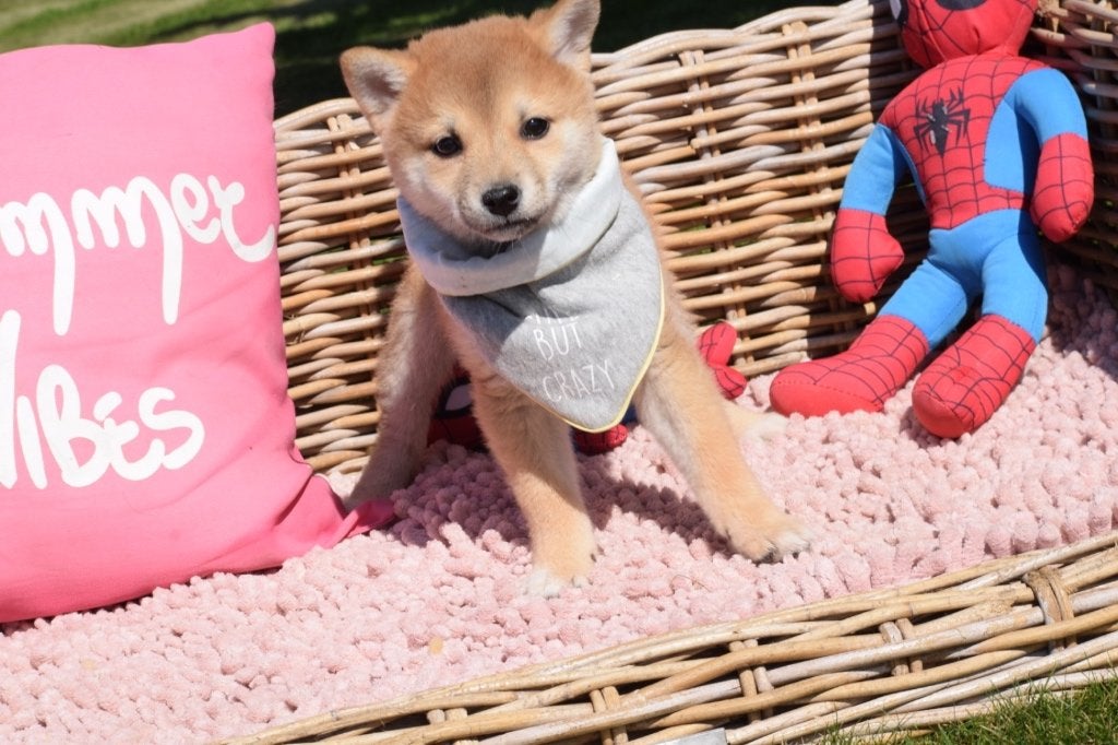 Shiba inu pups, Dieren en Toebehoren, 15 weken tot 1 jaar, Buitenland, Poolhond, CDV (hondenziekte)