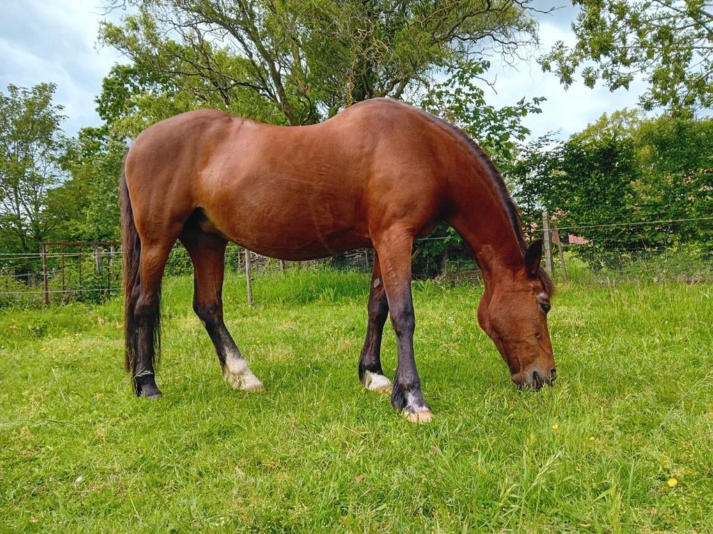 Weidemaatje/ wandel pony gezocht, Zadelmak