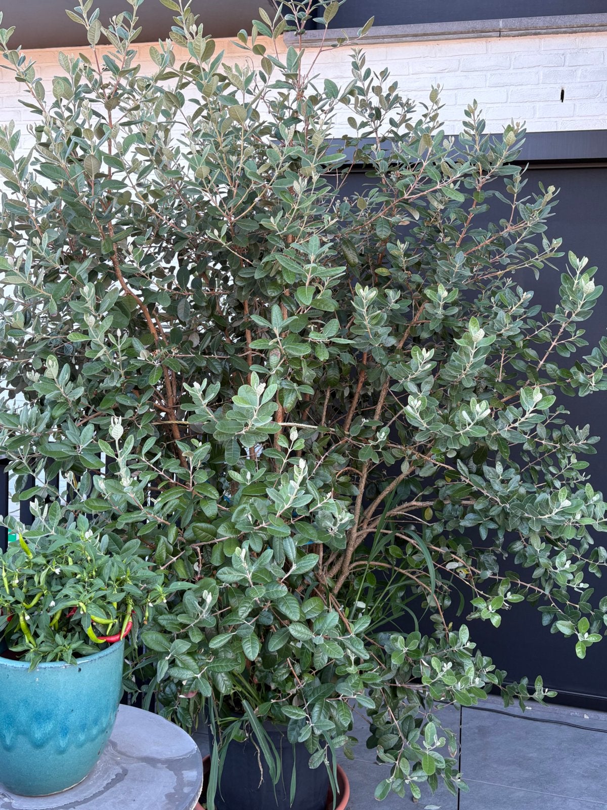 Feijoa sellowiana, Jardin & Terrasse, Plantes | Arbres, En pot, 100 à 250 cm, Plein soleil, Enlèvement