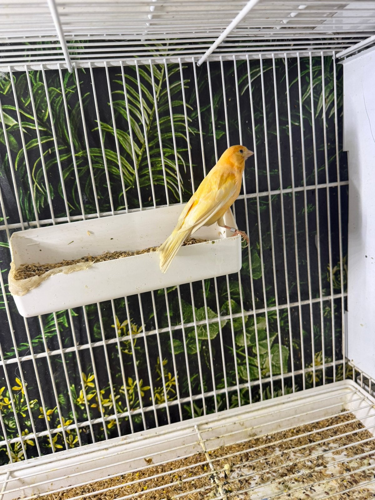 Canari mâle 2021, Animaux & Accessoires, Oiseaux | Oiseaux Autre